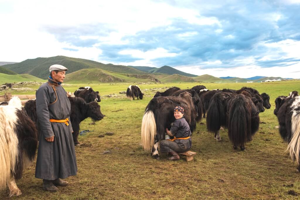 Chăn nuôi gia súc ở Mông Cổ