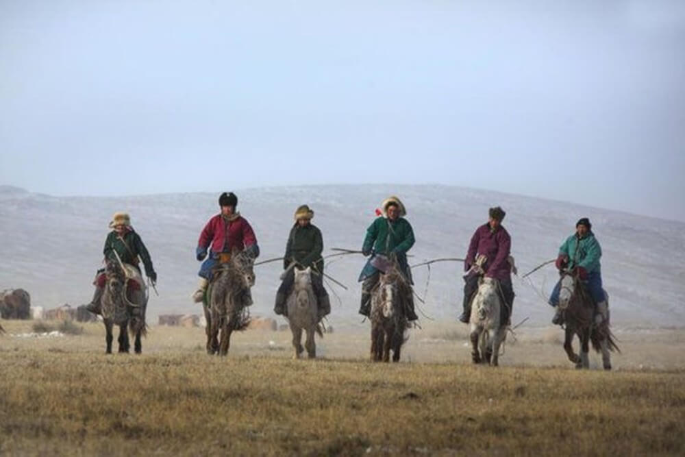 Cao ngựa Bạch Mông Cổ dược liệu quý của thảo nguyên