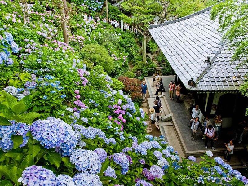 Hoa cẩm tú cầu nở rộ khoe sắc rực rở vào mùa hè ở Nhật Bản.