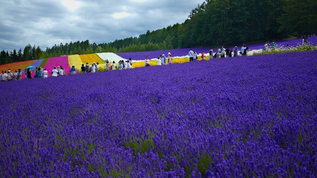 Thiên đường hoa oải hương trải dài bất tận tại Hokkaido, Nhật Bản.